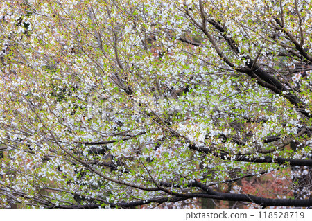 Sakura, a Japanese flower that colors encounters and farewells 118528719