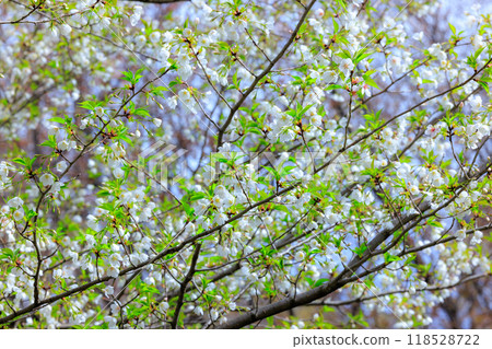 Sakura, a Japanese flower that colors encounters and farewells 118528722