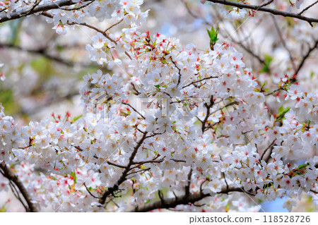 Sakura, a Japanese flower that colors encounters and farewells Sakura, a Japanese flower that colors encounters and farewells 118528726