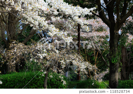 Sakura, a Japanese flower that colors encounters and farewells 118528734