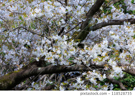 Sakura, a Japanese flower that colors encounters and farewells 118528735