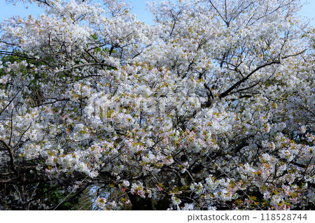 Sakura, a Japanese flower that colors encounters and farewells 118528744