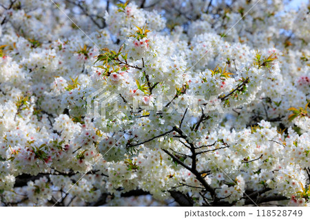 Sakura, a Japanese flower that colors encounters and farewells Sakura, a Japanese flower that colors encounters and farewells 118528749