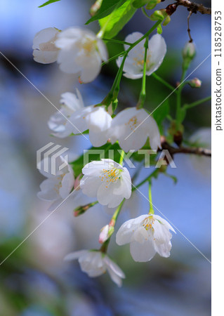 櫻花,一種為相遇和告別著色的日本花 櫻花,一種為相遇和告別著色的日本花 118528753