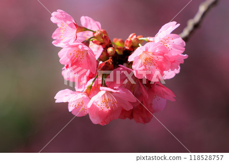 Sakura, a Japanese flower that colors encounters and farewells 118528757