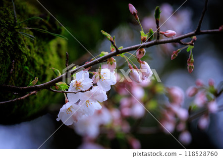 Sakura, a Japanese flower that colors encounters and farewells 118528760