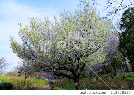 櫻花，一種為相遇和告別著色的日本花 118528823