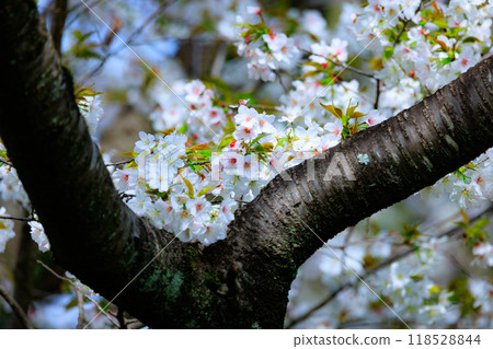 Sakura, a Japanese flower that colors encounters and farewells 118528844