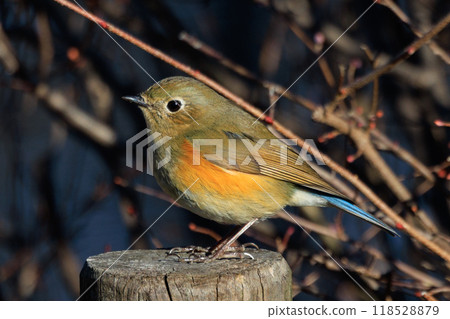 A popular winter bird, the young male Blue-and-White flycatcher, clad in sapphire and orange. A popular winter bird, the young male Blue-and-White flycatcher, clad in sapphire and orange. 118528879