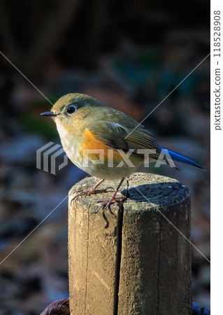 A popular winter bird, the young male Blue-and-White flycatcher, clad in sapphire and orange. A popular winter bird, the young male Blue-and-White flycatcher, clad in sapphire and orange. 118528908