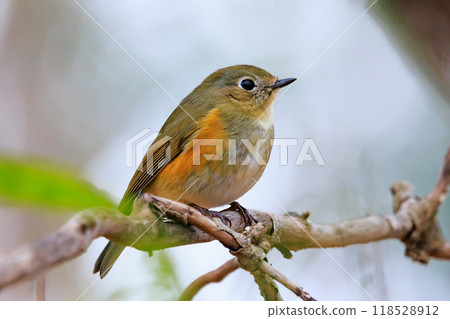 A popular winter bird, the young male Blue-and-White flycatcher, clad in sapphire and orange. 118528912