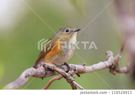 A popular winter bird, the young male Blue-and-White flycatcher, clad in sapphire and orange. 118528913