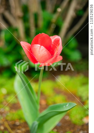 Red tulip flowers blooming in a flowerbed 118529036
