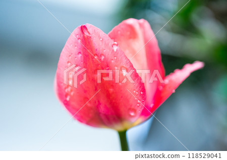 Close-up of a red tulip with water droplets 118529041