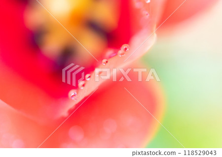 紅色鬱金香與水滴的特寫 118529043