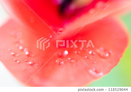 紅色鬱金香花瓣 118529044