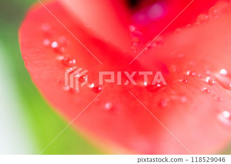 Close-up of a red tulip with water droplets 118529046