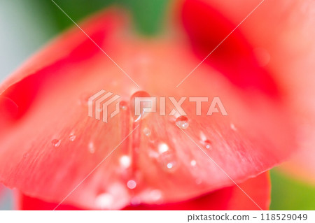 Close-up of a red tulip with water droplets Close-up of a red tulip with water droplets 118529049