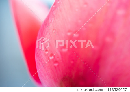 紅色鬱金香與水滴的特寫 紅色鬱金香與水滴的特寫 118529057