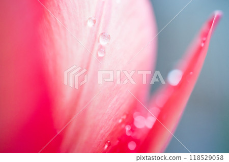 紅色鬱金香與水滴的特寫 紅色鬱金香與水滴的特寫 118529058
