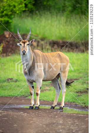 Common eland stands on track watching camera 118529229