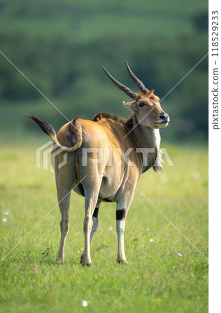 Common eland stands turning head towards camera 118529233