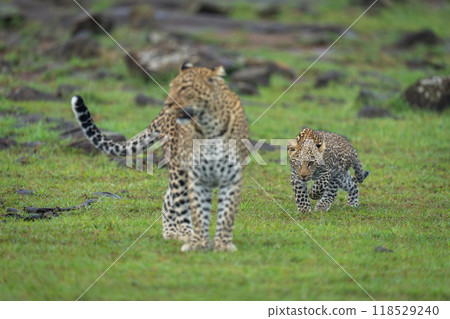 Cub stalks leopard from behind beside rocks Cub stalks leopard from behind beside rocks 118529240