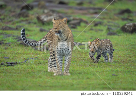 Cub stalks leopard from behind by rocks Cub stalks leopard from behind by rocks 118529241