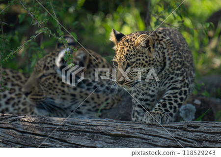 Cub stands leaning on log by leopard Cub stands leaning on log by leopard 118529243