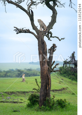 Cub watches cheetah from fork of tree Cub watches cheetah from fork of tree 118529244