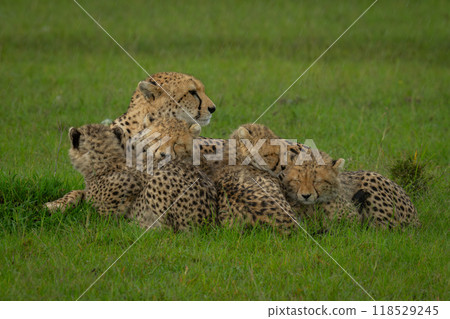 Cubs lie sleeping with cheetah in rain Cubs lie sleeping with cheetah in rain 118529245