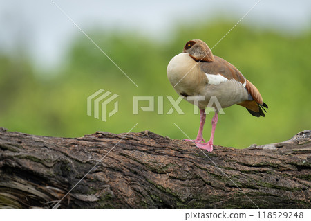 Egyptian goose on broken tree near trees 118529248