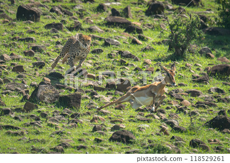 Female cheetah chases female impala across hillside 118529261