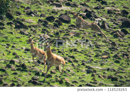 Female cheetah chases male and female impalas 118529263