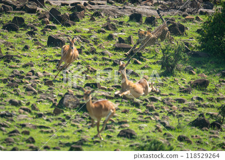 Female cheetah chases three female common impalas Female cheetah chases three female common impalas 118529264