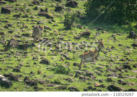 Female cheetah chasing common impala across rocks Female cheetah chasing common impala across rocks 118529267