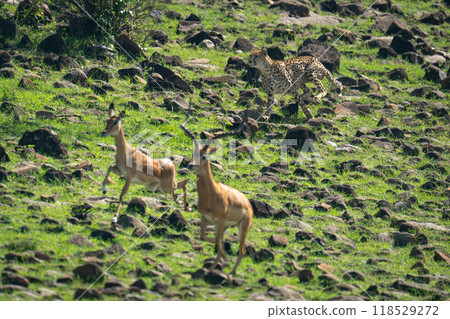 Female cheetah chasing male and female impalas Female cheetah chasing male and female impalas 118529272