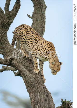 Female cheetah climbing down tree showing claws Female cheetah climbing down tree showing claws 118529274