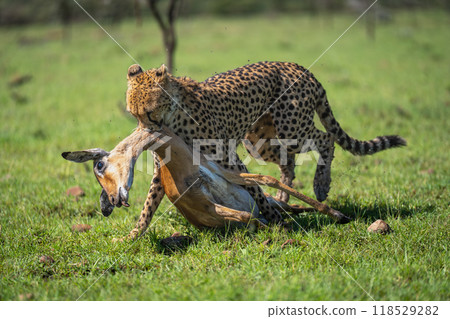 Female cheetah dragging dead impala by neck Female cheetah dragging dead impala by neck 118529282
