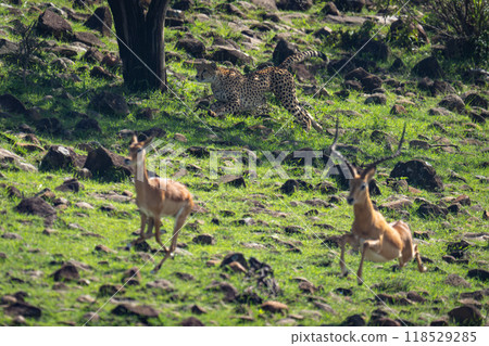 Female cheetah following female and male impalas Female cheetah following female and male impalas 118529285