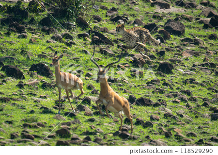 Female cheetah hunting male and female impalas 118529290