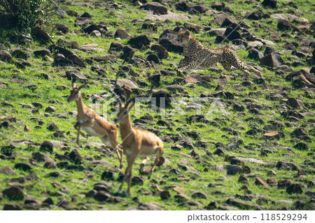 Female cheetah hunts male and female impalas Female cheetah hunts male and female impalas 118529294