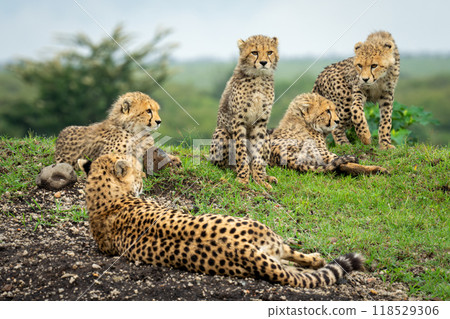 Female cheetah lies by cubs on ridge 118529306