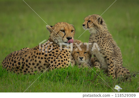 Female cheetah lies on grass by cubs 118529309