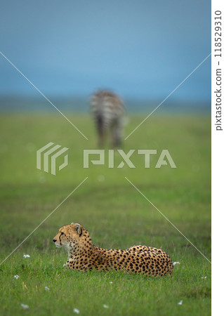 Female cheetah lies on grass near zebra Female cheetah lies on grass near zebra 118529310