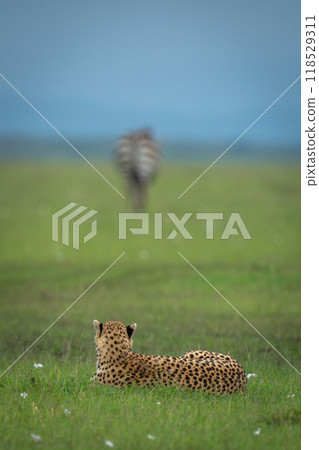 Female cheetah lies on grass watching zebra Female cheetah lies on grass watching zebra 118529311