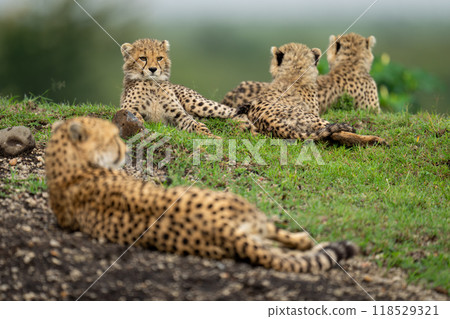 Female cheetah lies with cubs on bank Female cheetah lies with cubs on bank 118529321