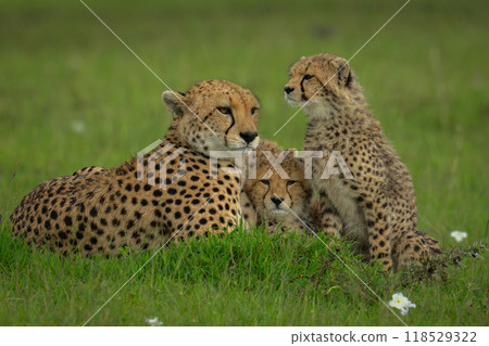 Female cheetah lies with cubs on grass 118529322