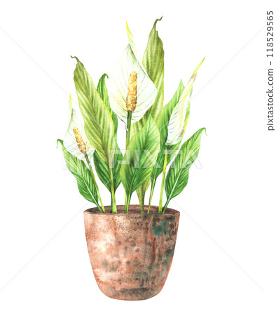 Watercolor home plant potted. Tropical green leaves with buds and white flowers in rustic clay pot. Anthurium exotic Interior houseplants. Watercolor hand drawn illustration. Isolated from background Watercolor home plant potted. Tropical green leaves with buds and white flowers in rustic clay pot. Anthurium exotic Interior houseplants. Watercolor hand drawn illustration. Isolated from background 118529565