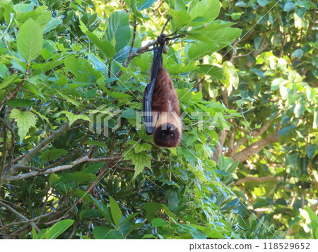 Yaeyama flying fox Yaeyama flying fox 118529652